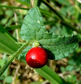  Fruit